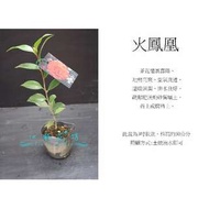 心栽花坊-火鳳凰/茶花/茶花苗/小品/售價60特價50