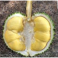 POKOK BENIH Durian kangyau laici|tangkai panjang laici/ hybrid.,