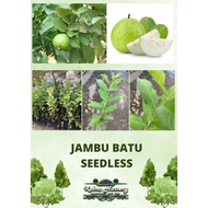 Jambu Batu Seedless / Anak Pokok Hybrid / Pokok Jambu / Jambu Tiada Butir