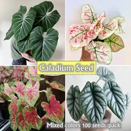100pcs Mixed Seeds for Sale Rare Caladium Seeds Alocasia Seeds Assorted Flower Seeds Gardening Flowering Plants