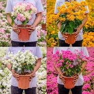 Bougainvillea Large Seeding Package Medium Pot Bougainvillea Pot Large Seeding Everblooming Original