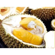 ANAK POKOK DURIAN MDUR 88 (D190) HYBRID