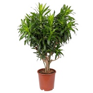 Dracaena Song of Jamaica Plant - Fresh Gardening Indoor Plant Outdoor Plants for Home Garden