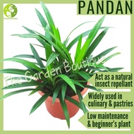 [LOCAL SELLER - Live Plant] Pandan Leave Plant Fresh Gardening Edible Houseplant 15 cm pot size Pot 