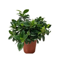 Gardenia jasminoides var. jasminoides, Gardenia organic potted plant Cape Jasmine