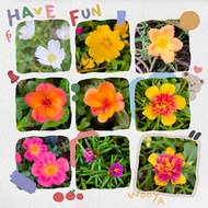 【🇲🇾Ready stock】*九点花*单瓣太阳花*马齿苋*Portulaca grandiflora*9 o'clock flower*japan flower*bunga ros jepun*bu