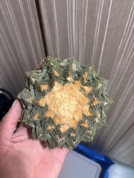 老家金毛龜甲牡丹