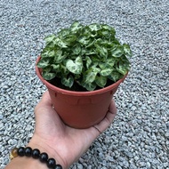 90s Greenovation Live Plant Syngonium mini 迷你合果芋 P120