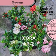 Ixora / Jungle Flame / Flame of Wood / 仙丹花 Polybag Outdoor Flower Live Plant Pokok Bunga Hiasan [Lus