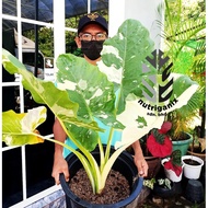 Alocasia Keladi Albino Pokok Keladi Hidup Viral Alocasia Macrorrhiza Variegata/Alocasia Albino Elephant Ear Indoor Plant