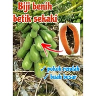 BIJI BENIH BETIK SEKAKI 20 BIJI RM3.5 / PAPAYA SEEDS