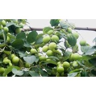 Combo of 3 big apple trees