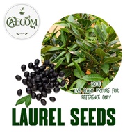 LAUREL SEEDS BAY LEAF SEEDS FOR EASY SPROUT LAUREL SEEDS  LAUREL SEED IS A NATURAL ANTI-INFLAMMATORY