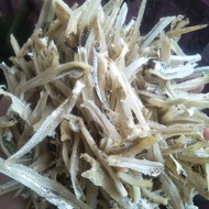 Bilis kopek berkualiti