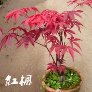 Singapore Ready 50pcs American Red Maple Seeds Four Seasons Bonsai Red Maple Tree Seeds Green Maple Seeds Autumn Flames Japanese Red Maple Seeds Potted Seeds Garden Home Ornamental Plant Tree Seeding Maple Plants Seeds Easy To Living In Local