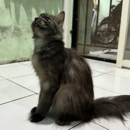 Kucing Persia Medium Persimed Peaknose Flatnose Jantan Usia 9 Bulan