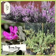Leucophyllum frutescens/ Texas sage/ Pokok Bunga Sonata