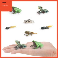 [Predolo] Frog Toy Life Cycle, Science Teaching Materials, Animal Growth Cycle Set