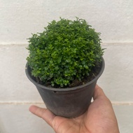 H2O - Kamini Murraya Dwarf Bonsai Live Plant