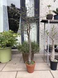 列加氏漆樹 （#Operculicarya decaryi)已經定植了8年