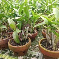 Anggrek Dendrobium Dewasa