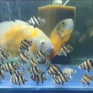 Hiasan Ikan Datz 3 Bar clear