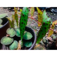 Begonia Tiger/Rare plant