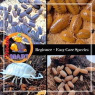 [Ready Stock] Easy Care Type Isopod / Terrestial Crustacean / Terrarium Enclosure Isopods