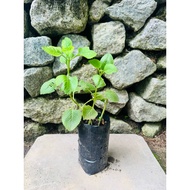 Pokok Daun Bangun-bangun / Mexican Mint / Coleus amboinicus / Anak Pokok Mexican Mint Dalam Polybag