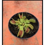 Venus fly trap carnivorous plant