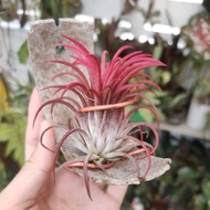 Tilandsia Fuego big form