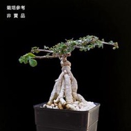 小葉西番蓮~Adenia subsessilifolia~2年穩根扦插，高7cm+，冬天無葉~盆景素材