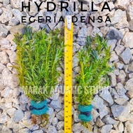 Egeria Densa Low Tech Aquatic Plant For Guppy Shrimp Hydrilla
