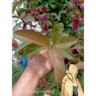 DAUN FRESH / DAUN JAMBU BATU / DAUN POKOK JAMBU BATU / JAMBU BATU