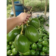 Butter avocado from Indonesia