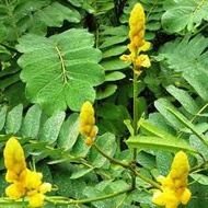 Daun Gelenggang Fresh dari Pokok / Daun Gembirang / Candle Bush / Senna alata