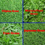 Grass/Pembekal Rumput Karpet Hidup / Carpet Grass / Japanes Grass / Cow Grass / Filipina Grass / Rumput Mutiara