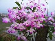 Den.linawianum 台灣原生櫻石斛 , 超大盆的台灣珍稀已瀕絕一級蘭科植物!
