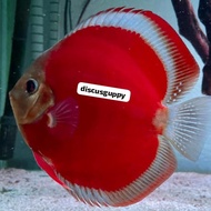 Sanmerah Discus 1cm - Enhanced Edition