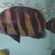 Datz Borneo Jumbo 50-55 Cm