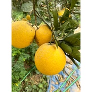 Combo of 10 sweet and cool home-grown Grapefruits 800g - 1,2kg