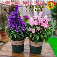 ปลูกง่าย ปลูกได้ทั่วไทย (200เมล็ด/ซอง) Mixed Colors Bellflower Flower Seeds for Planting Bonsai Flow