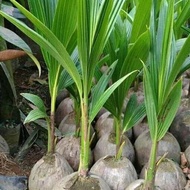 bibit kelapa entok