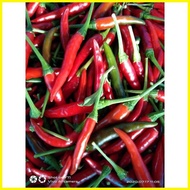 ☑ ❦ ㍿ Labuyo Sili Seeds...
