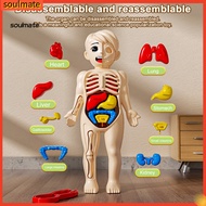 soulmate|  Anatomy Physiology Study Tool Body Structure Teaching Aid Kids Body Model with Tweezers 3