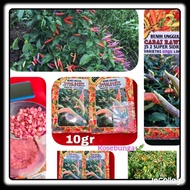 RETAIL PACK -BENIH BIJI CABE SALO DUA / CJS 2 UNGU 10gr !!! benih cabai rawit super