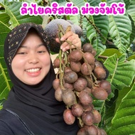 ลำไยคริสตัล สีม่วงจัมโบ้ สูง 40-50ซม
