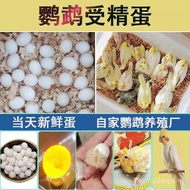 R4 Cockatoo Spermed Eggs Pet Bird Eggs Influencer Eggs Can Be Artificially Incubated Bird Eggs Sperm