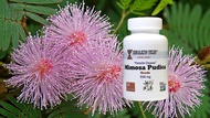 Mimosa Pudica  seeds  parasite cleanse  Shame plant Humble Plant  gut scrubber  sciatic nerve antidi