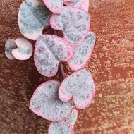 string of heart variegata soh var